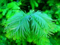 Dawn Redwood with Morning Dew