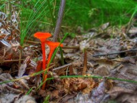 Orange Mushroom