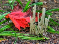 White fungus on Trail