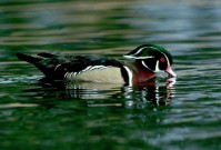 WOOD DUCK Male Wood Duck