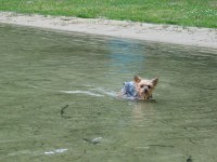 IMG_2562 Tess cools down in Thayer Lake