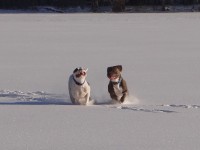 wwwDSC01926 Happy dogs