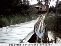 08192009 Black Crowned Night-heron immature Juvenile black-crowned night-heron