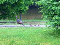 HenAndPoults Turkey Hen and her 3 Poults