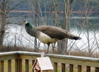 Peackock Female Indian Blue Peacock